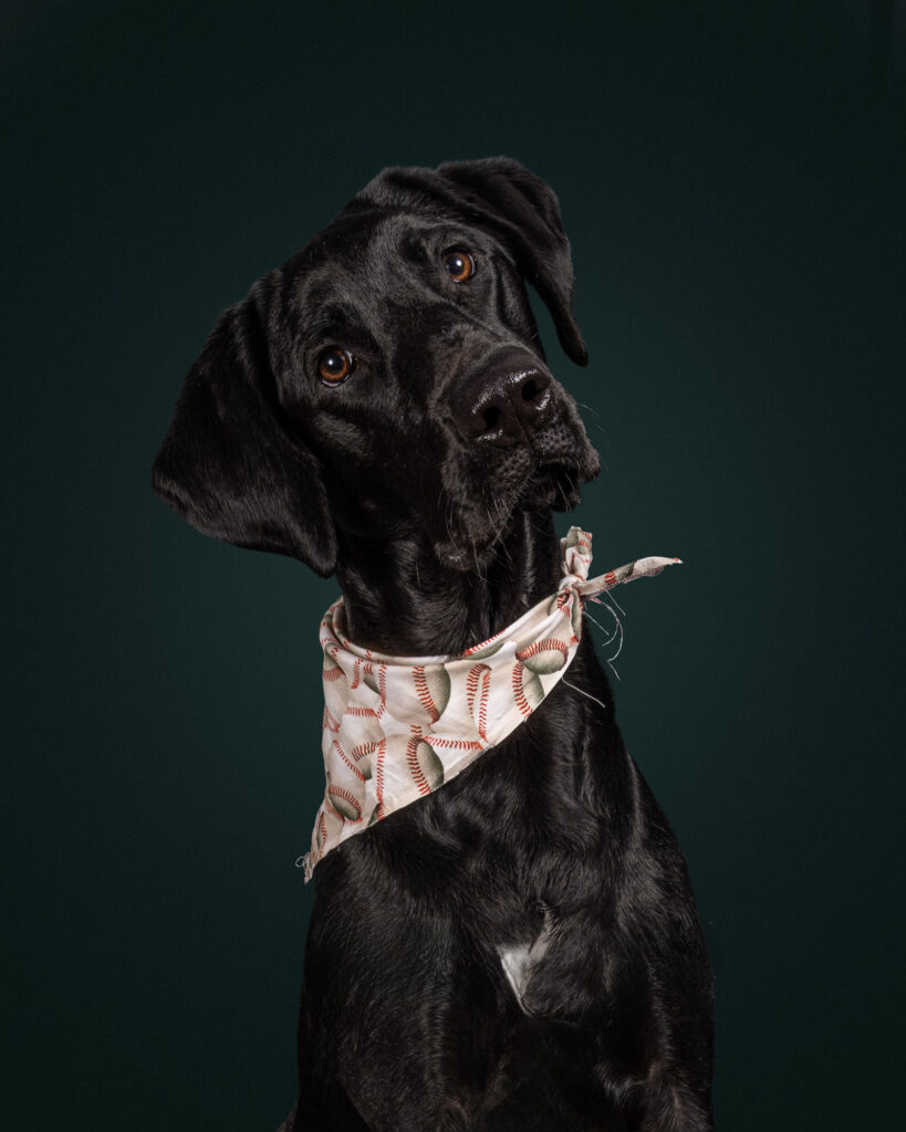 Denverpetpics_yappyhour_519-458