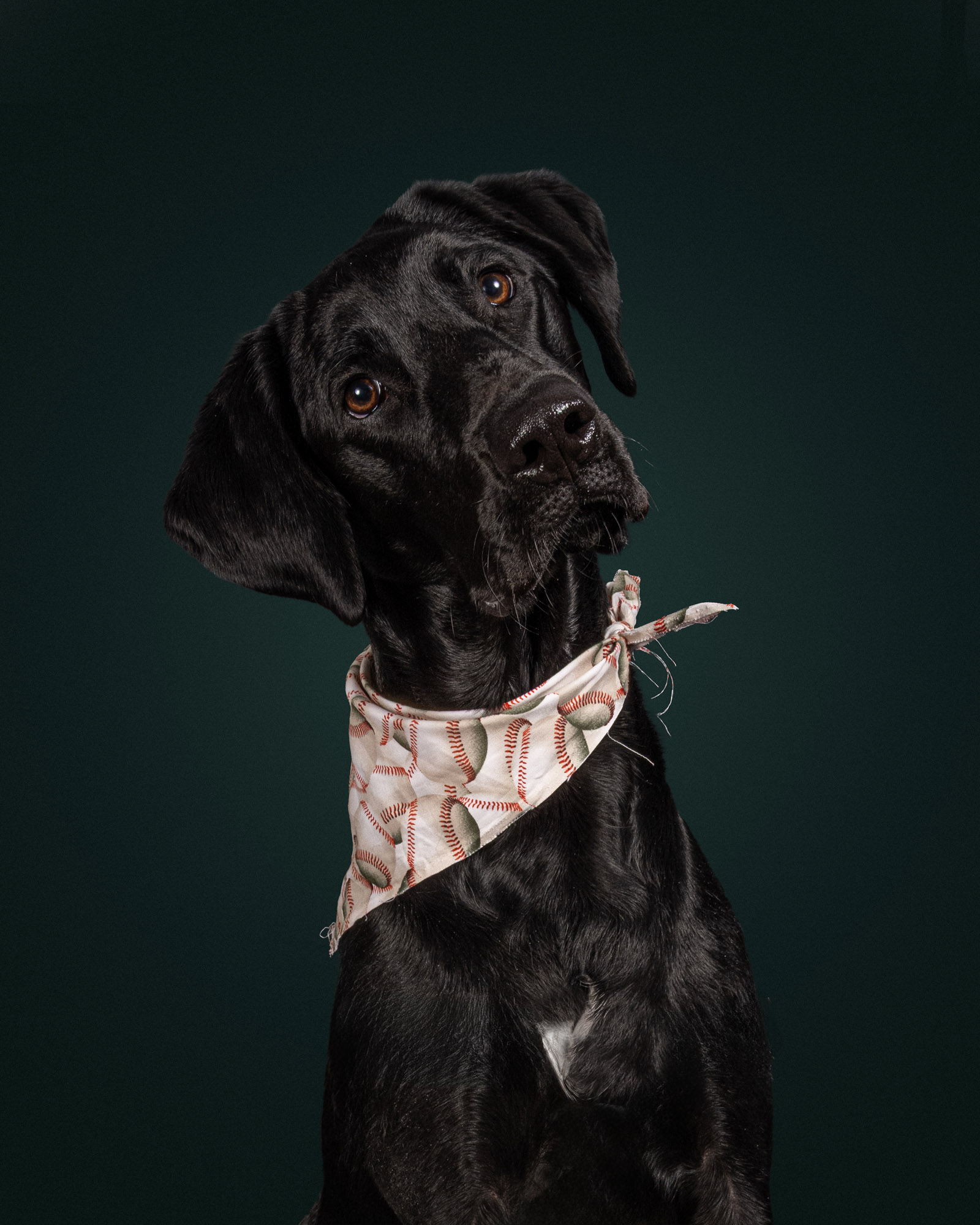 Guinness, therapy dog at Egan Empowered Counseling